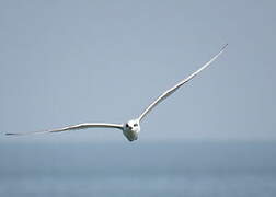 Gull-billed Tern