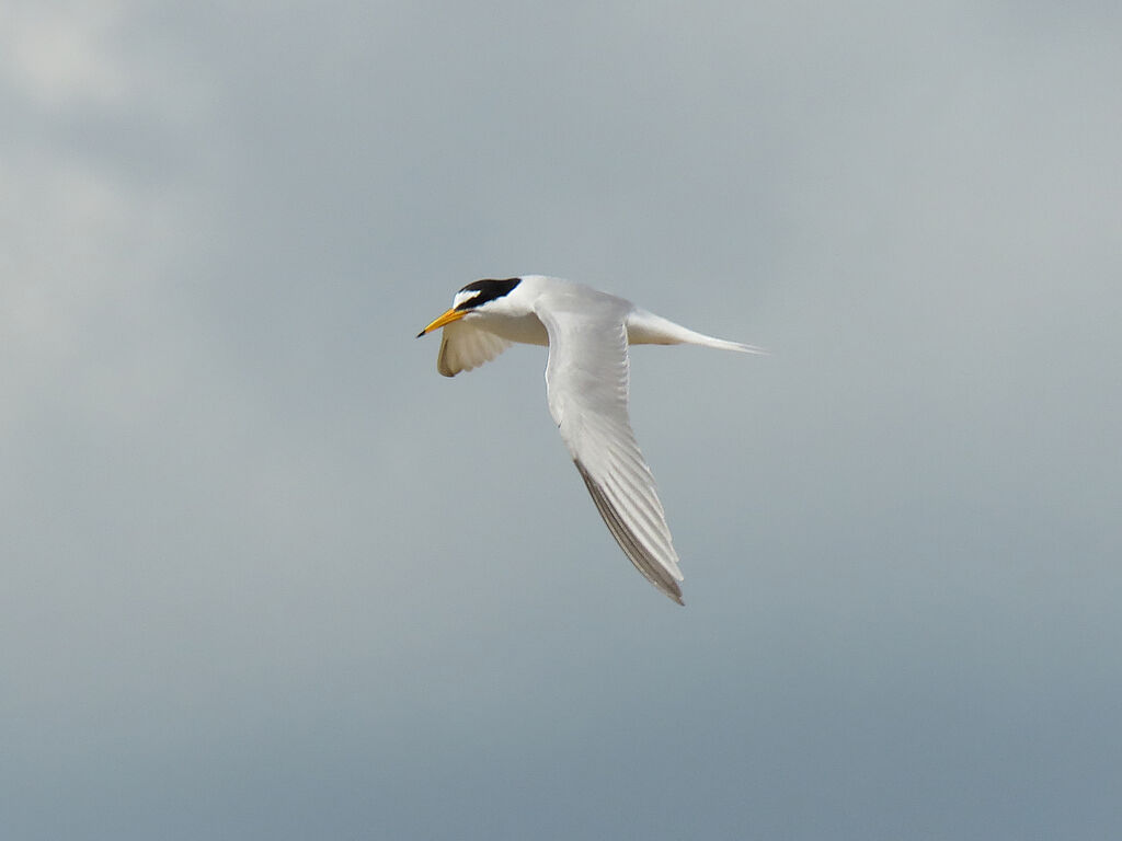 Little Tern