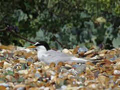 Little Tern