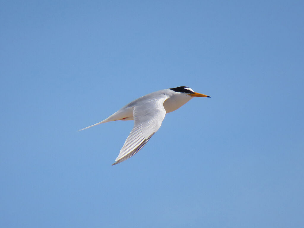 Little Tern