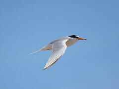 Little Tern