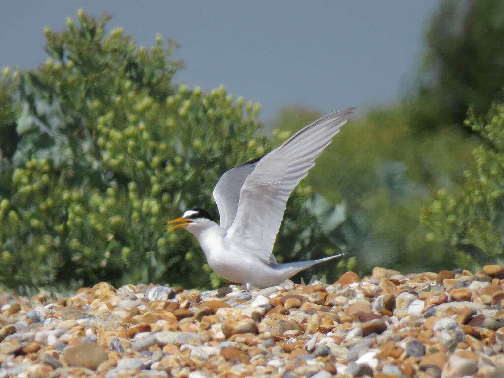 Little Tern