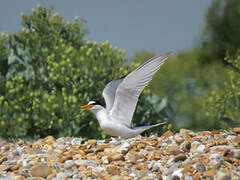 Little Tern