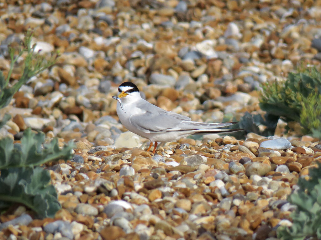 Little Tern