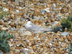 Little Tern