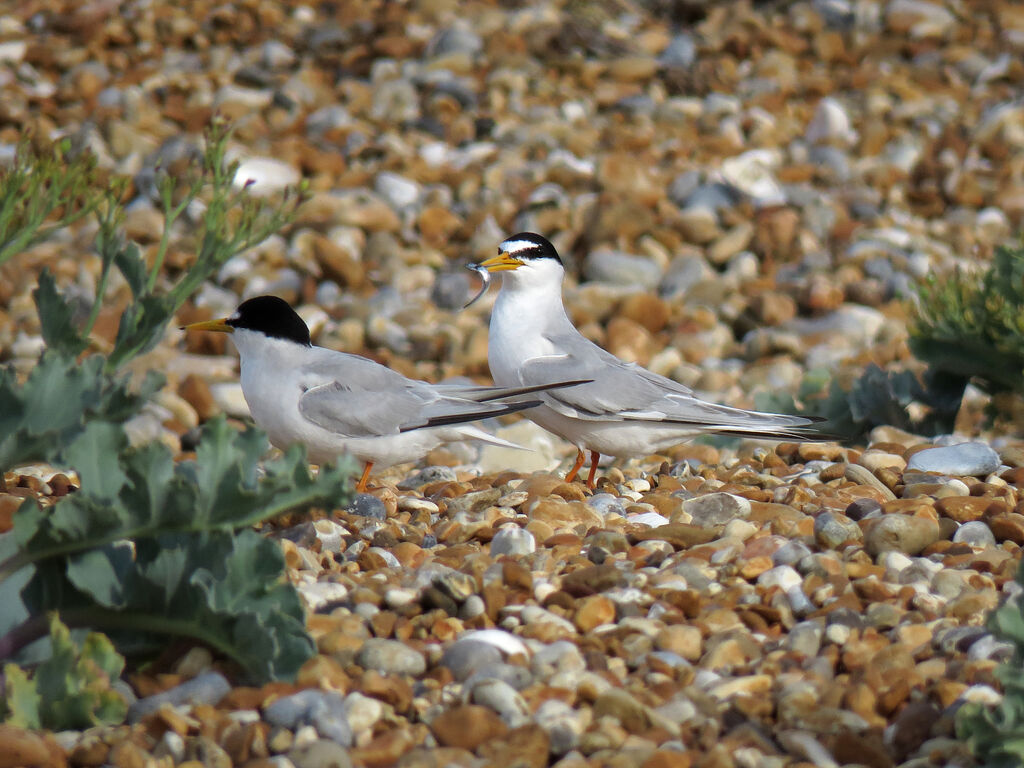 Little Tern