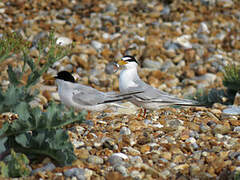 Little Tern