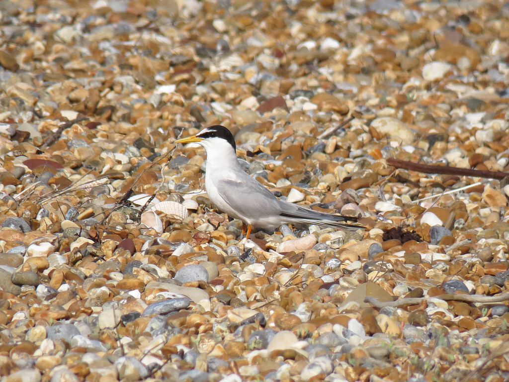 Little Tern