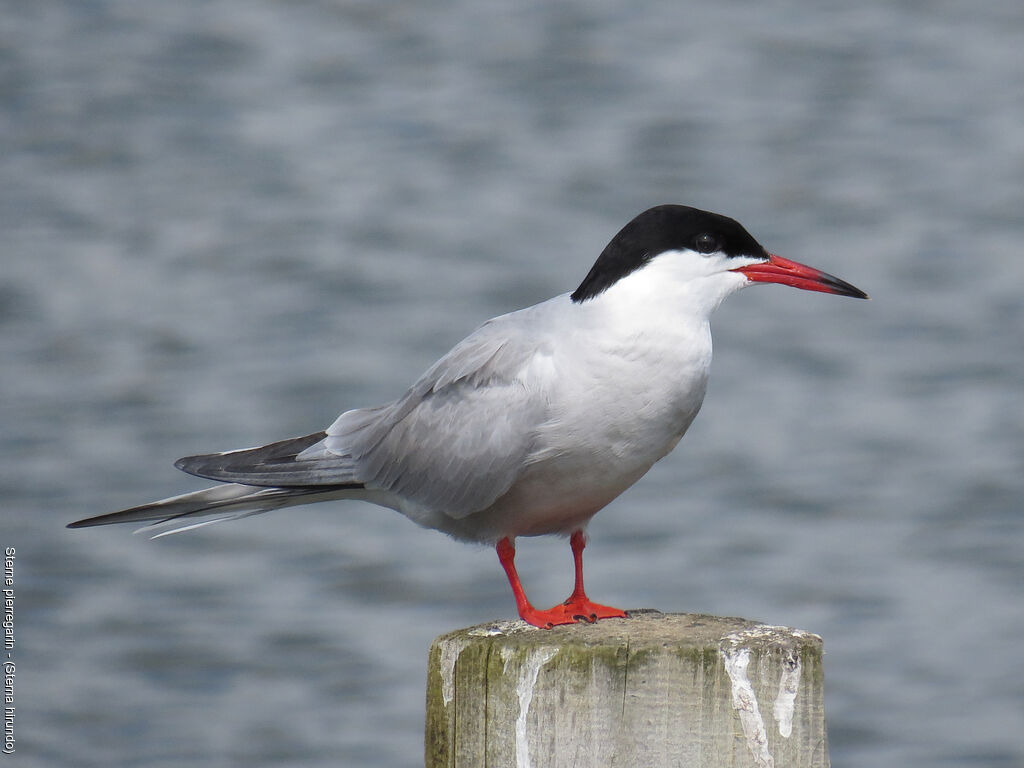 Common Tern