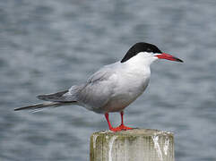 Common Tern