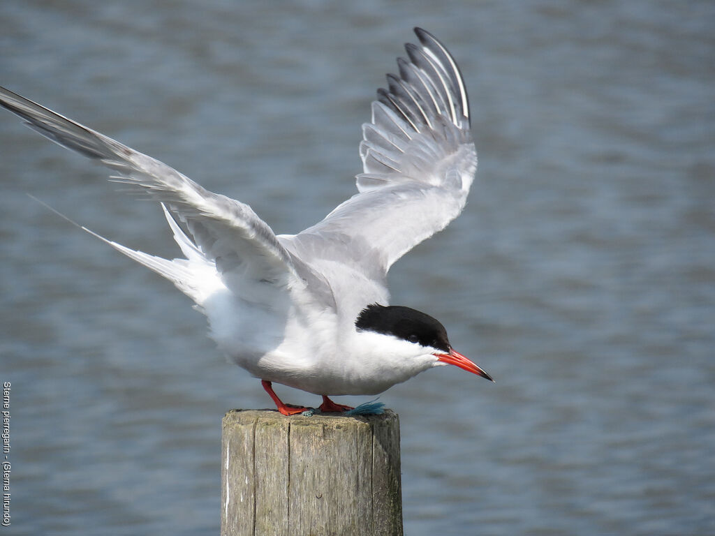 Common Tern