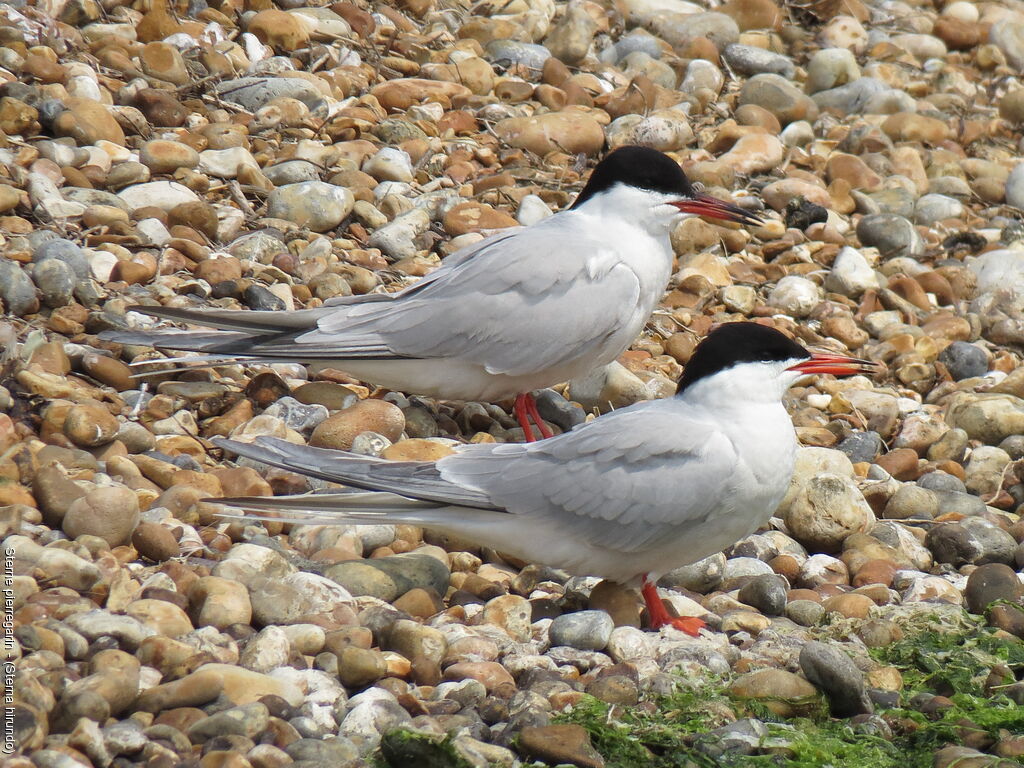 Common Tern