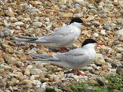 Common Tern