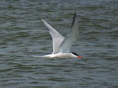 Common Tern