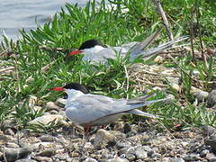 Common Tern