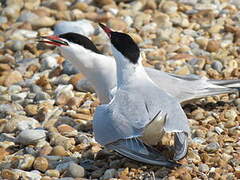 Common Tern