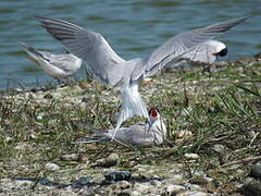 Common Tern