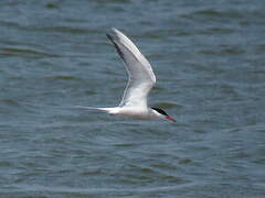 Common Tern