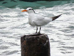 Royal Tern