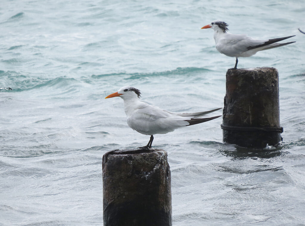 Royal Tern