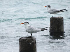 Royal Tern