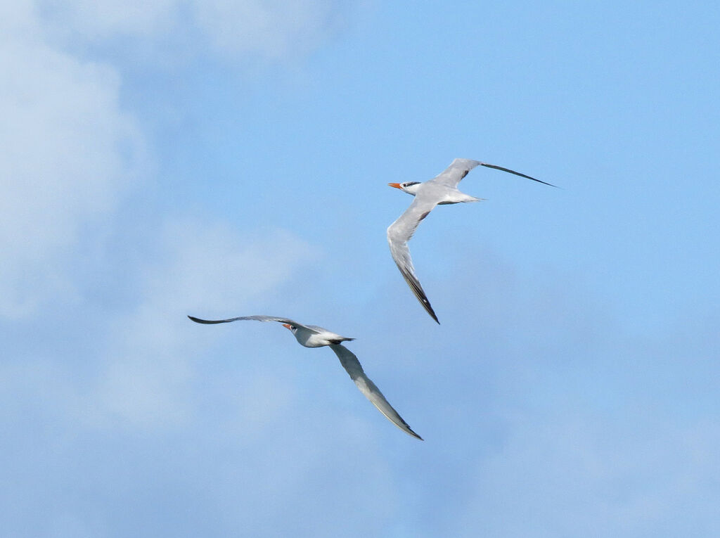 Royal Tern