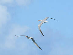 Royal Tern