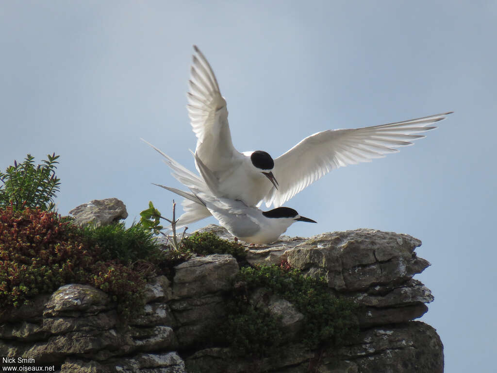 White-fronted Ternadult breeding, mating.