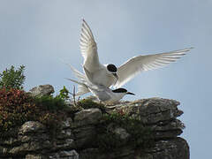 White-fronted Tern