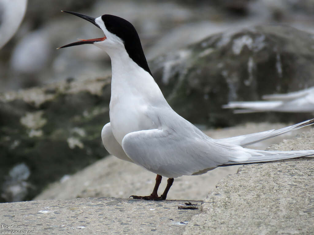 White-fronted Ternadult, song, Behaviour