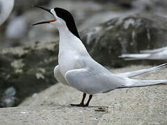 White-fronted Tern