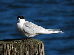 White-fronted Tern