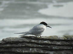 White-fronted Tern