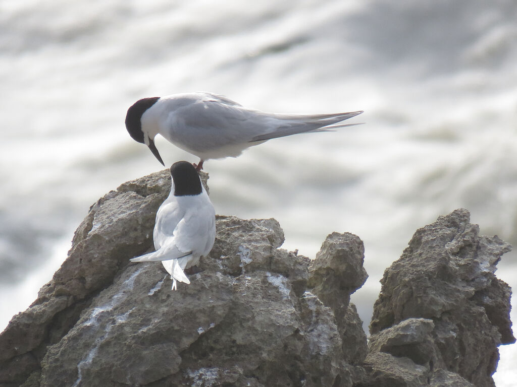 White-fronted Tern