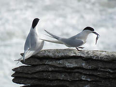 White-fronted Tern