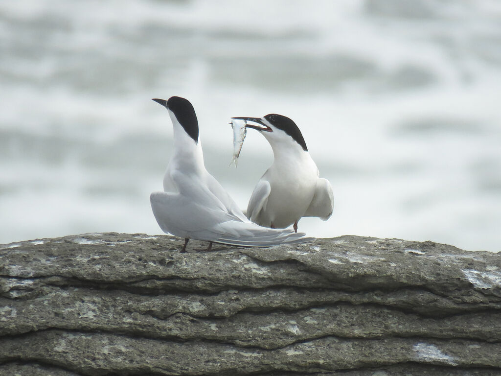 White-fronted Tern