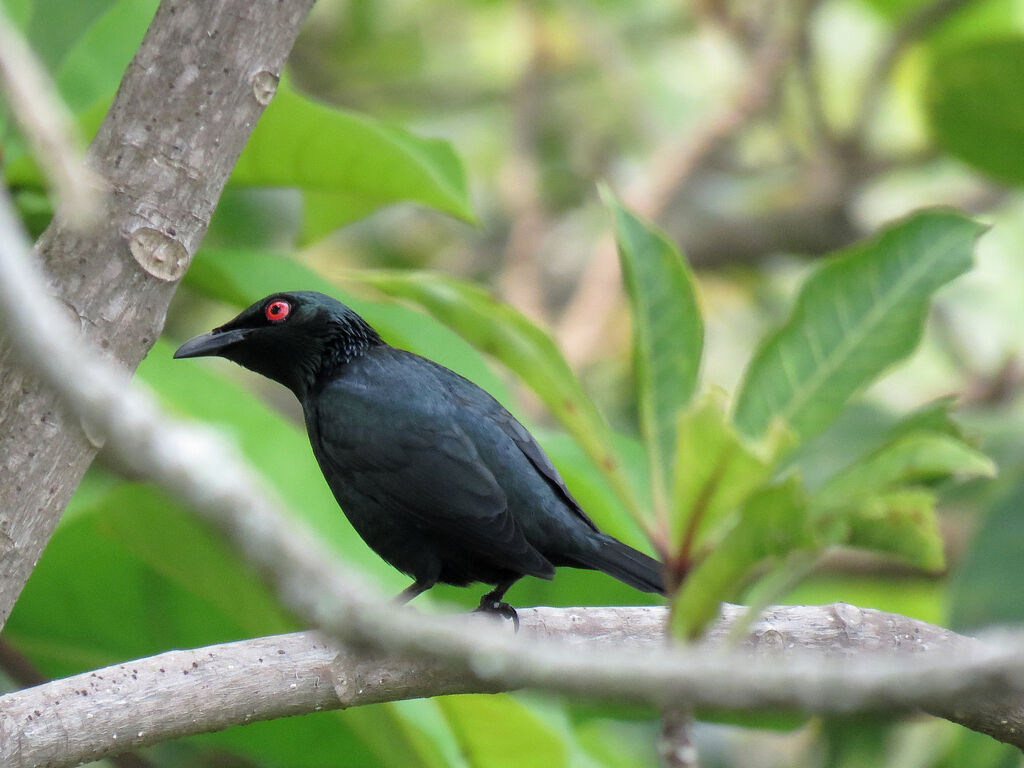 Asian Glossy Starling