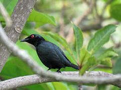 Asian Glossy Starling