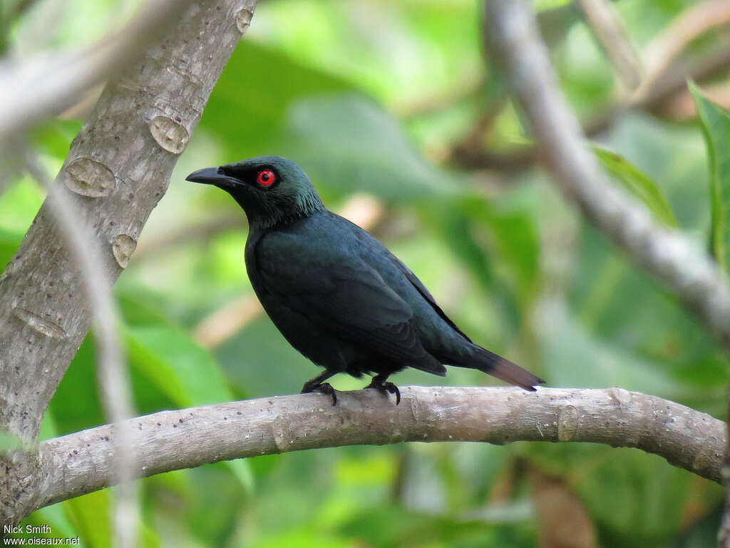 Asian Glossy Starlingadult, identification