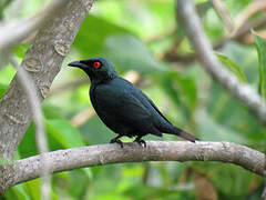 Asian Glossy Starling