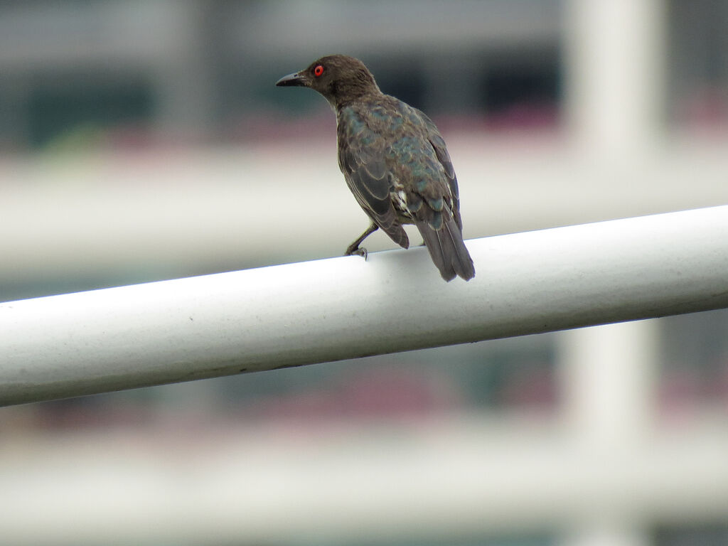 Asian Glossy Starling