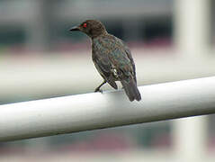 Asian Glossy Starling