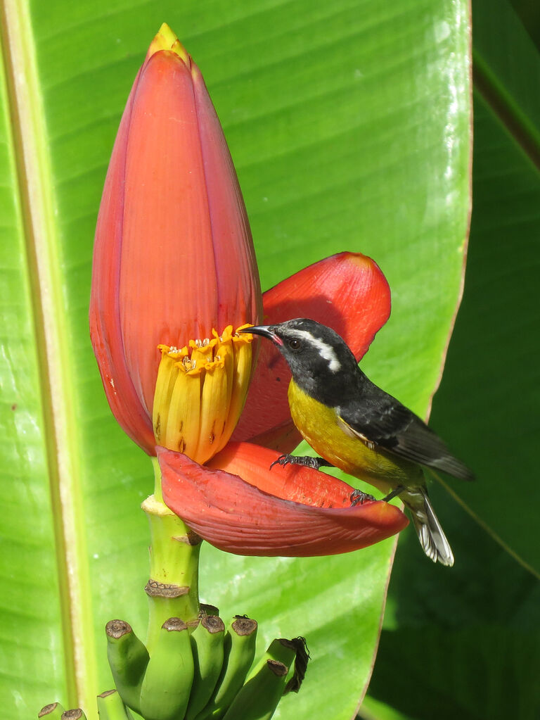 Bananaquit