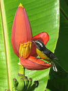 Bananaquit