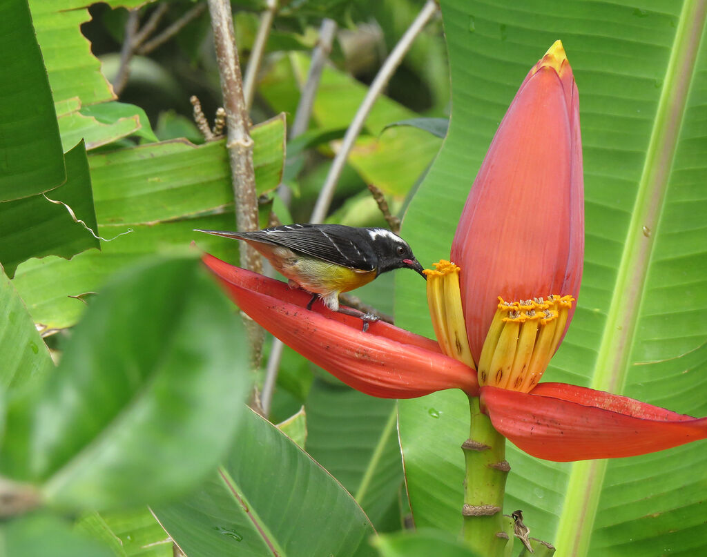 Bananaquit