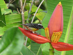 Bananaquit