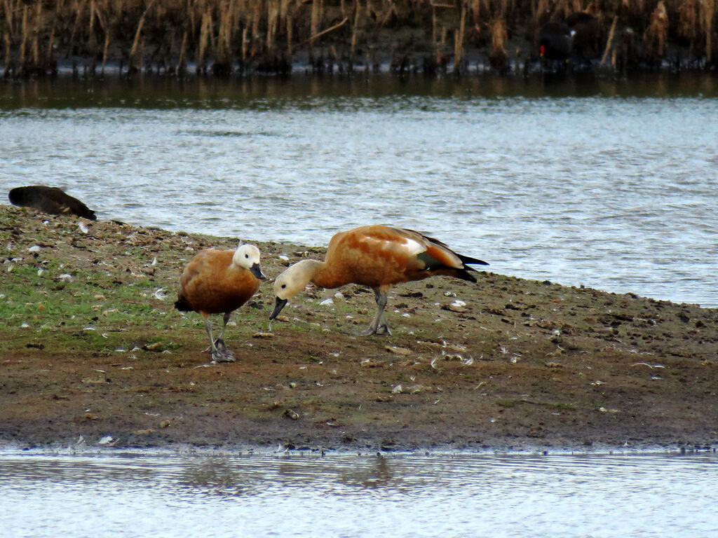 Ruddy Shelduck