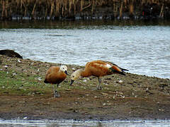 Ruddy Shelduck