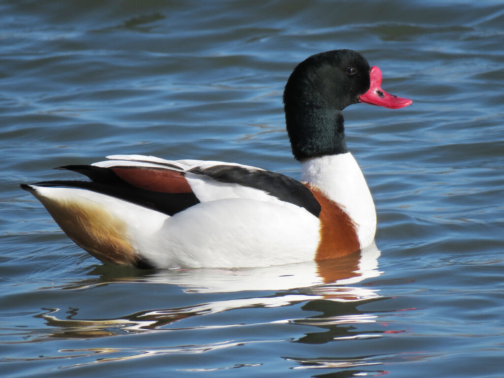 Common Shelduck