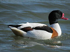 Common Shelduck